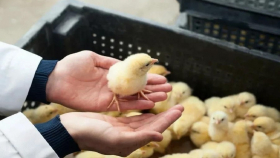 В Египте массово избавляются от цыплят из-за проблем с кормами